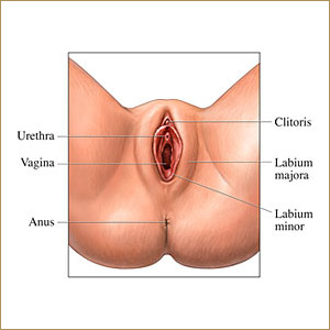 Vagina illustration image